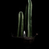 Post Wax Serums - Cactus H20