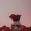 wakse Hard Wax Beans - Rose gold - Large
